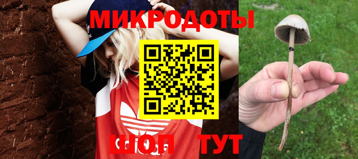 Галлюциногенные грибы Psilocybine cubensis Кингисепп